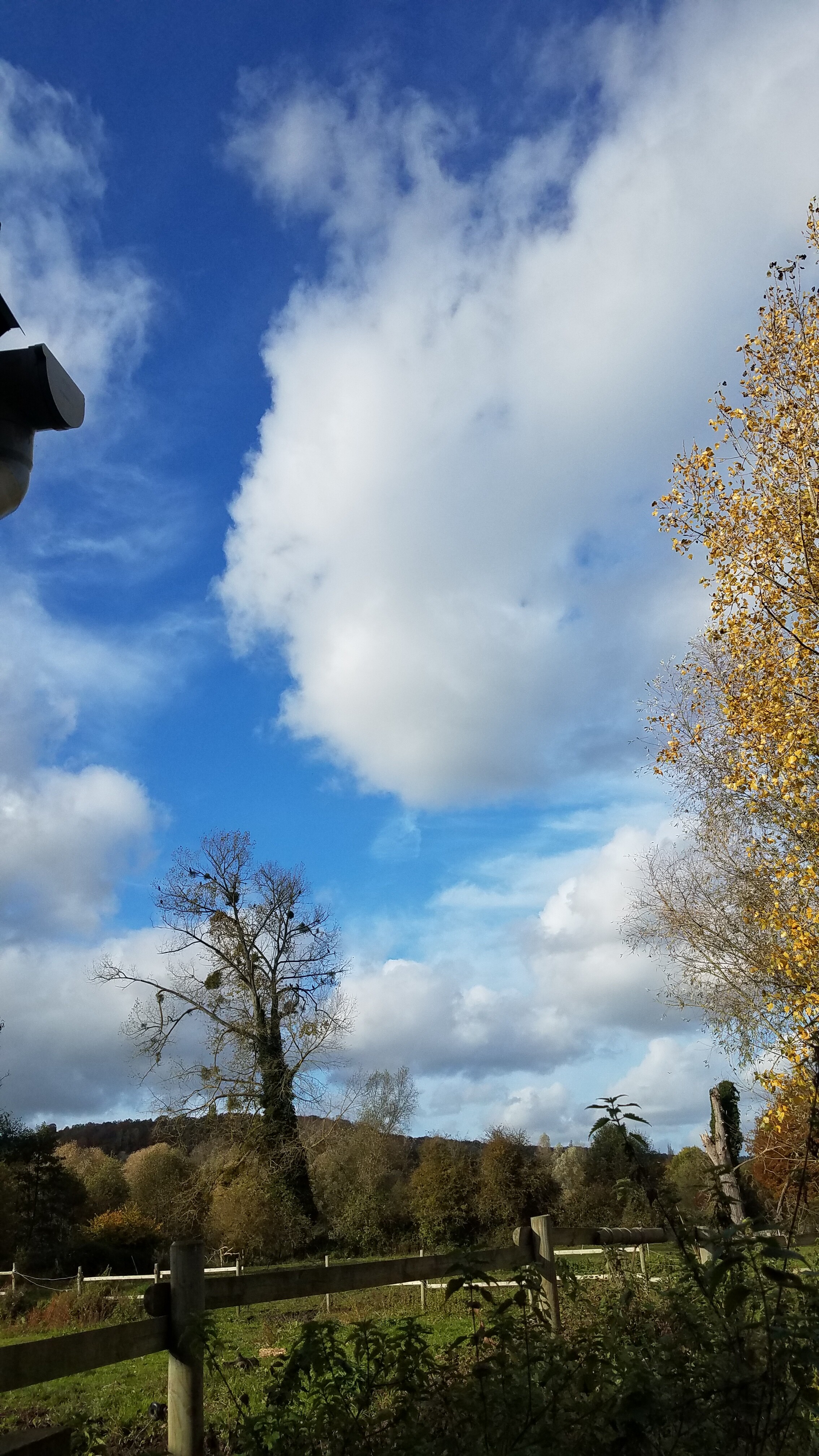 Initiation à l'écoute de la Nature entre forêt et loups 7