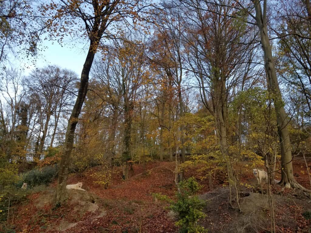 Journée Bien être au Parc des Loups de Muchedent 76590 2