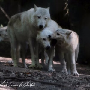 Rencontre sensitive avec les loups